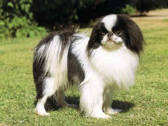 SPANIEL JAPONEZ TCHIN